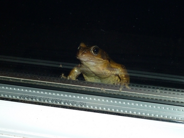 Late night froggy